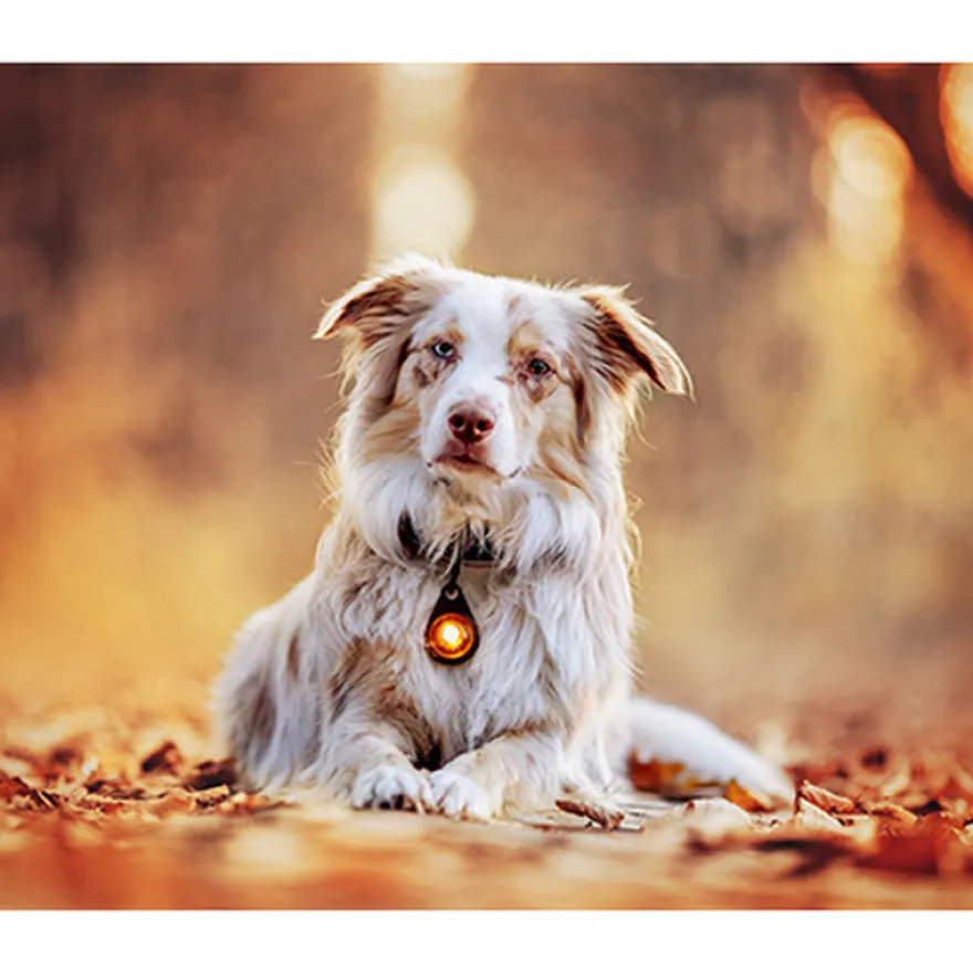 Safety Light Dog Dual LED - With Quick Mount & Adjustable Strap Amber 5 km
