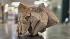 Septarium 2 10~15Cm