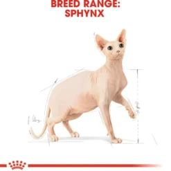 Sphynx voksen 2 kg