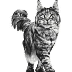 Wet Cat Sensitivity Control Kylling 85 g x 12 stk - porsjonsposer