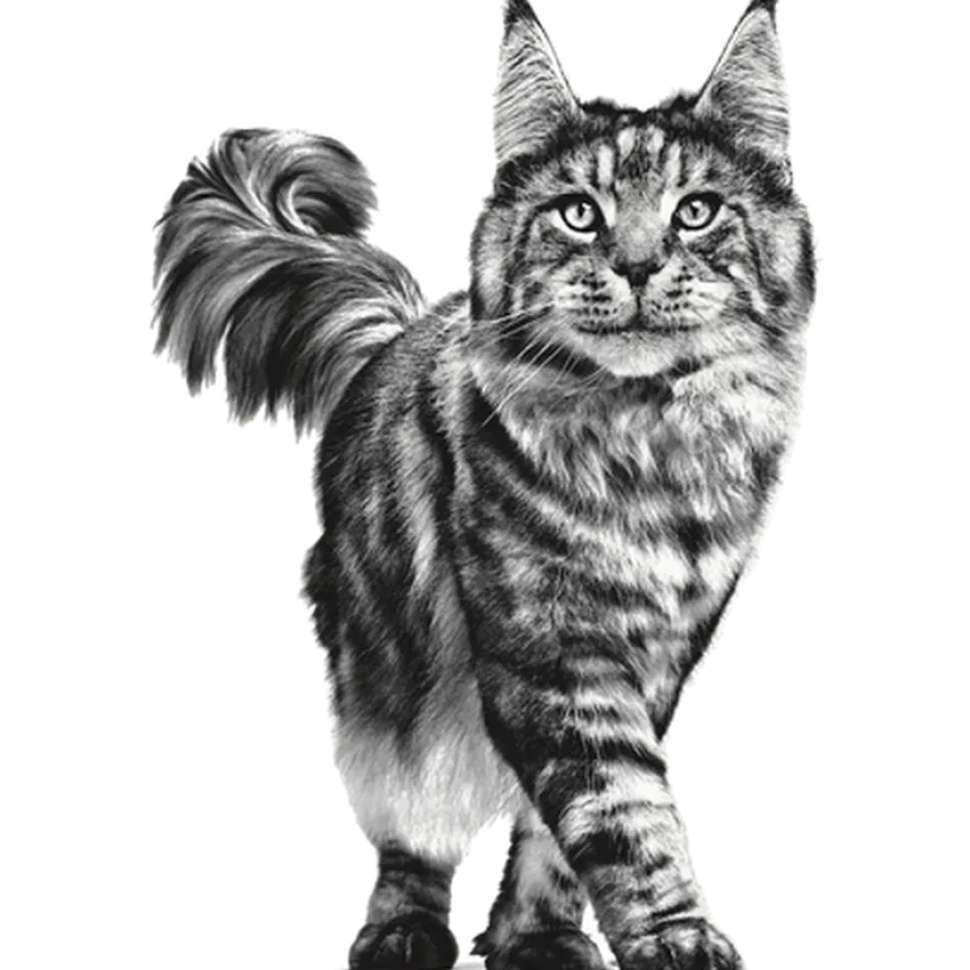 Wet Cat Sensitivity Control Kylling 85 g x 12 stk - porsjonsposer